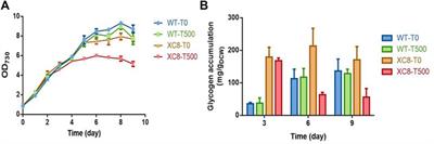 Manipulating the Expression of Glycogen Phosphorylase in Synechococcus elongatus PCC 7942 to Mobilize Glycogen Storage for Sucrose Synthesis